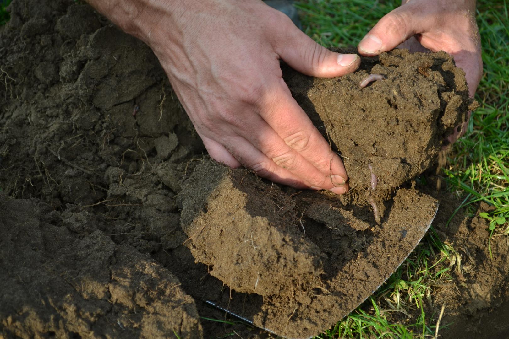 Boeren Innovatie Netwerk streeft naar een gezonde bodem en een goed inkomen