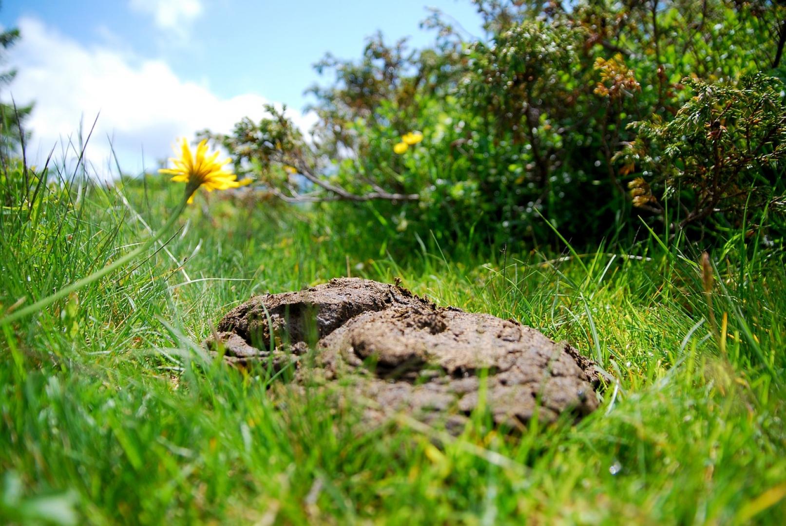 Symposium ‘Mest, het bruine goud’ op 22 juni
