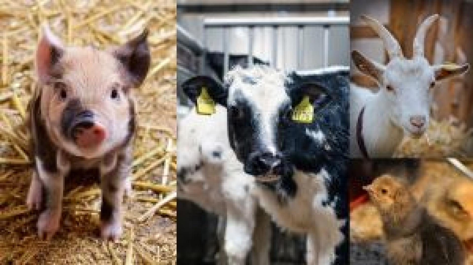 Kennisevent over emissiereductie in de pluimvee-, varkens-, vleeskalveren- en melkgeitensector op 28 februari te Barneveld